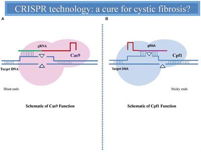 Innovative Therapeutic Strategies for Cystic Fibrosis: Moving Forward to CRISPR Technique